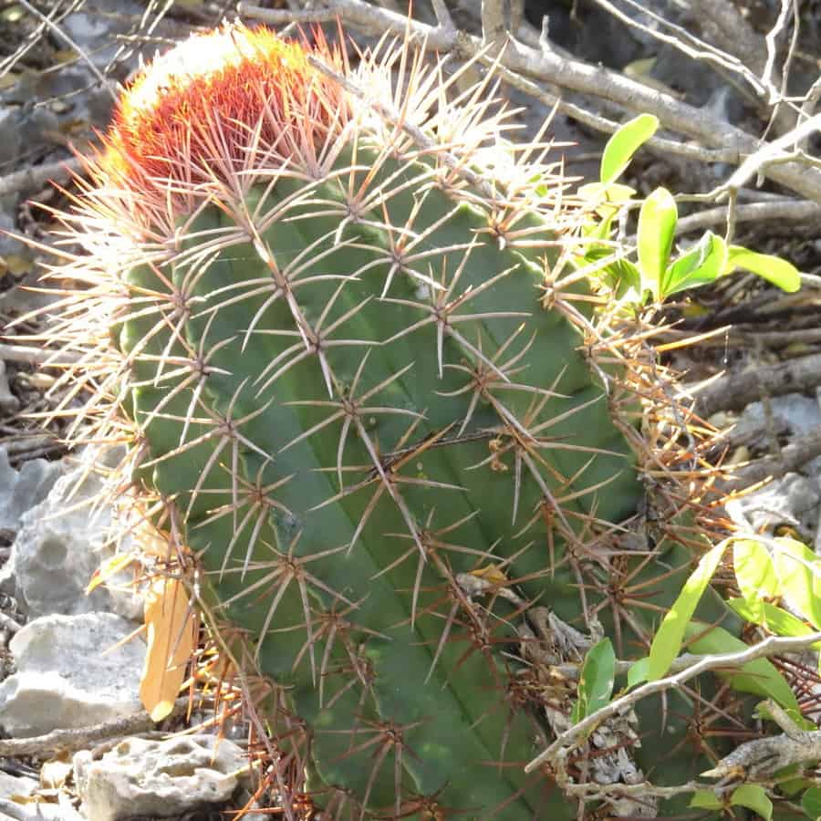 melocactus caroli linnaei