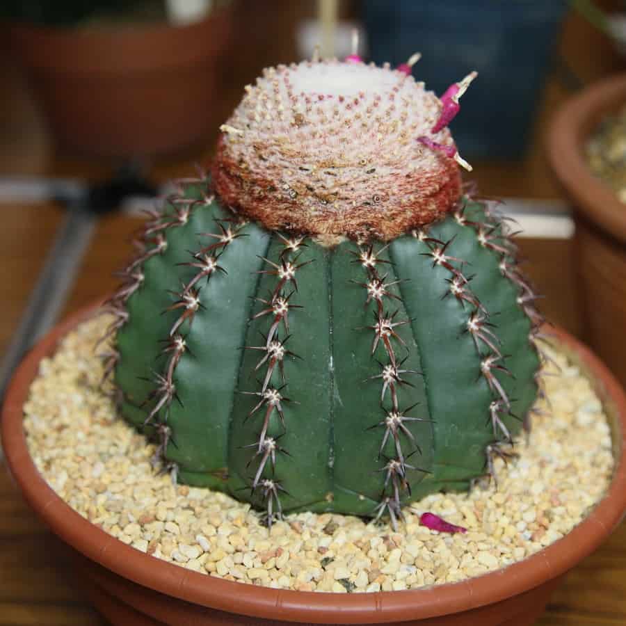 melocactus conoideus