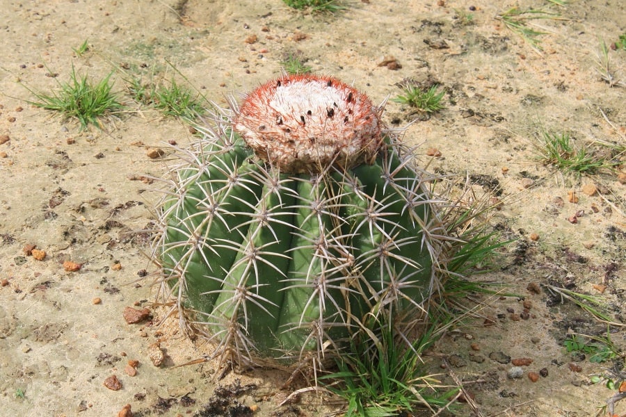 melocactus curvispinus caesius