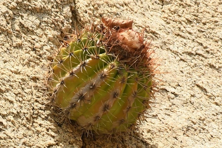 melocactus curvispinus dawsonii