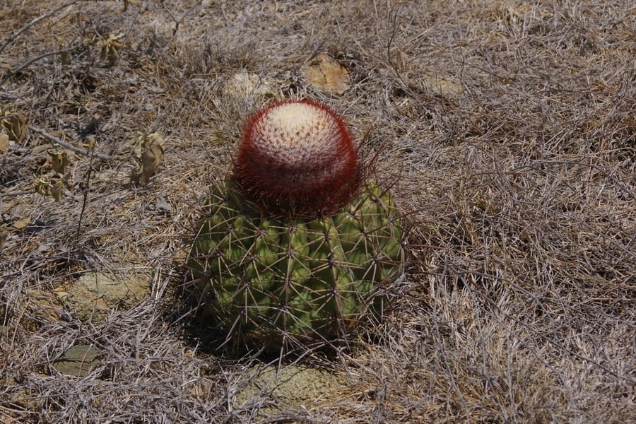 melocactus curvispinus koolwijkianus