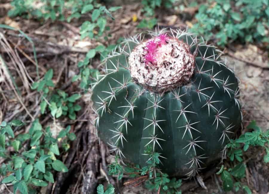 melocactus curvispinus loboguerreroi