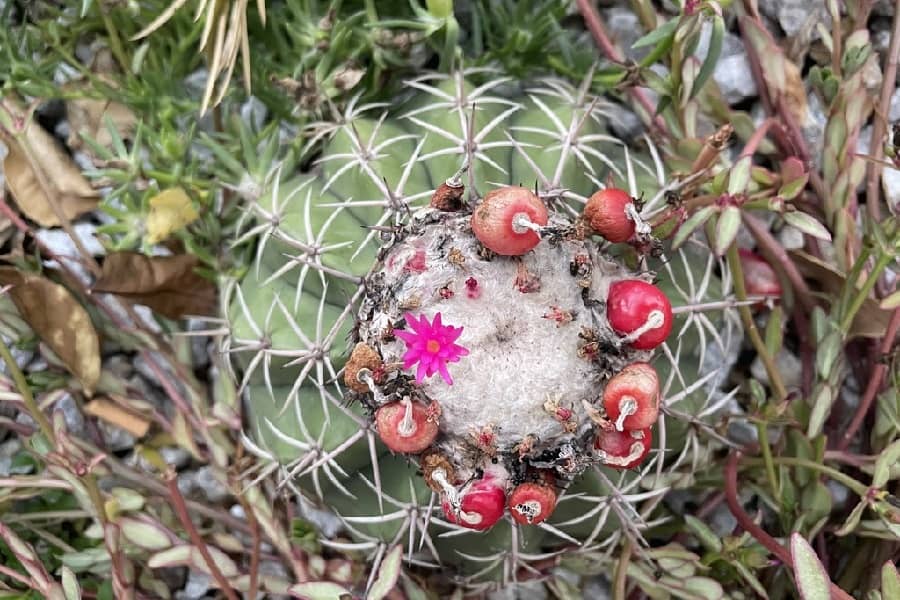 melocactus curvispinus