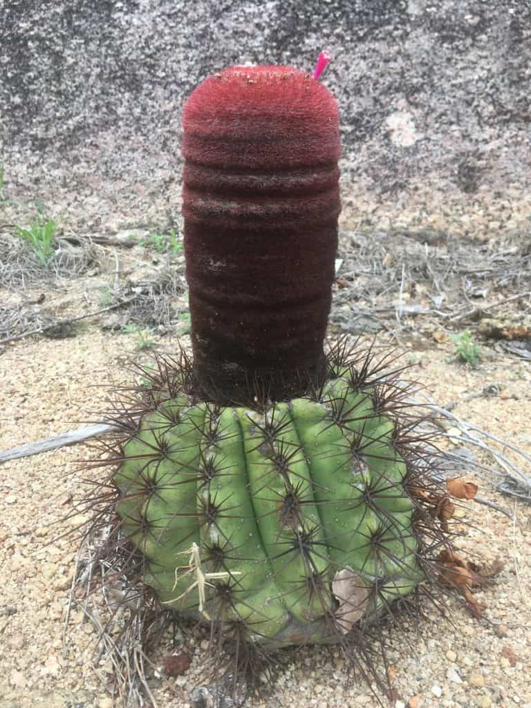 melocactus ernestii