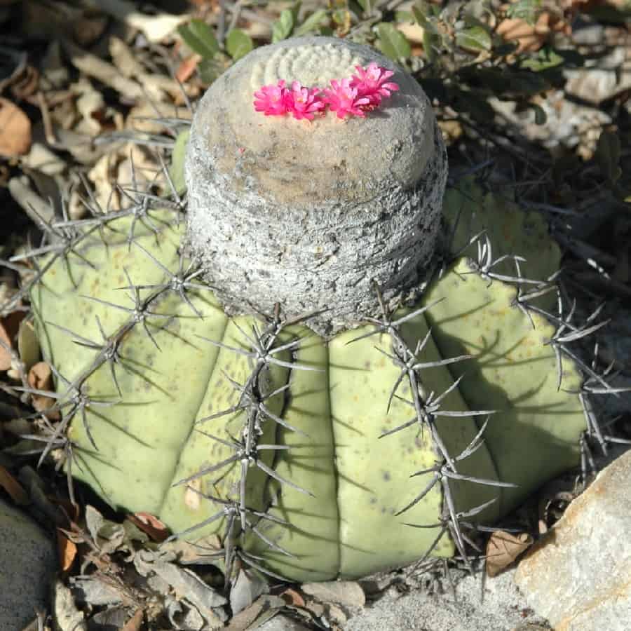 melocactus glaucescens