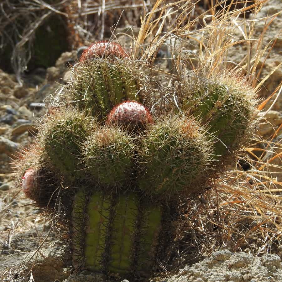 melocactus harlowii