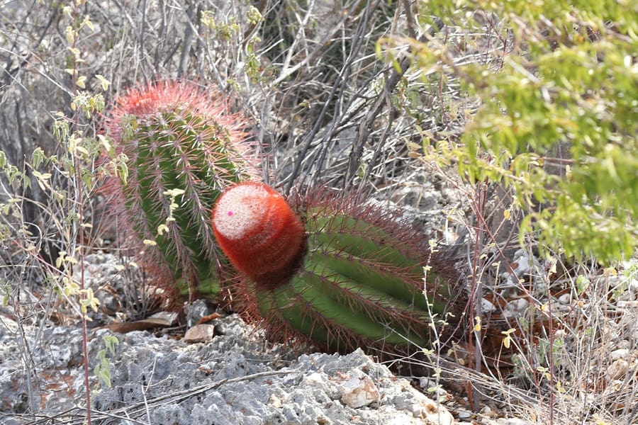 melocactus intortus domingensis