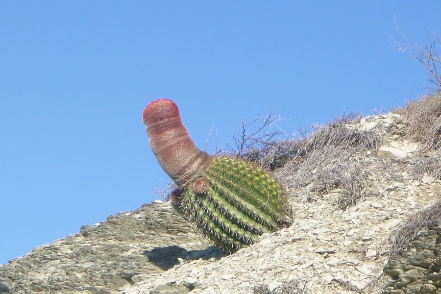 melocactus intortus intortus