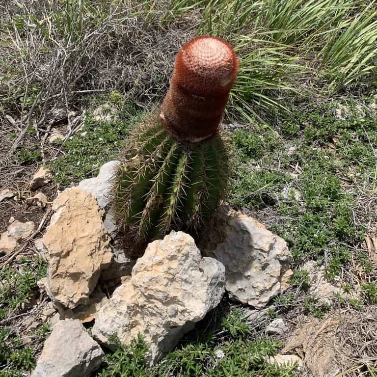 melocactus intortus