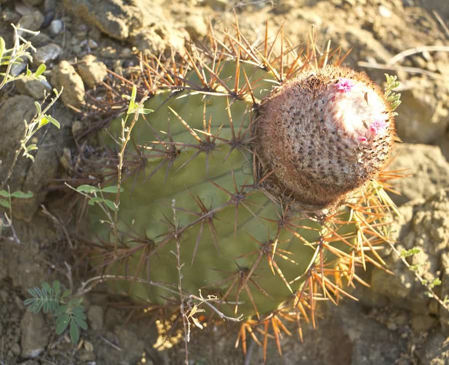 melocactus lemairei