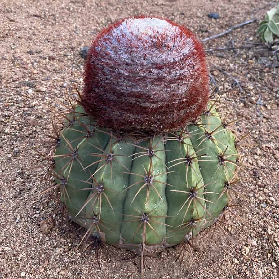 melocactus macracanthos