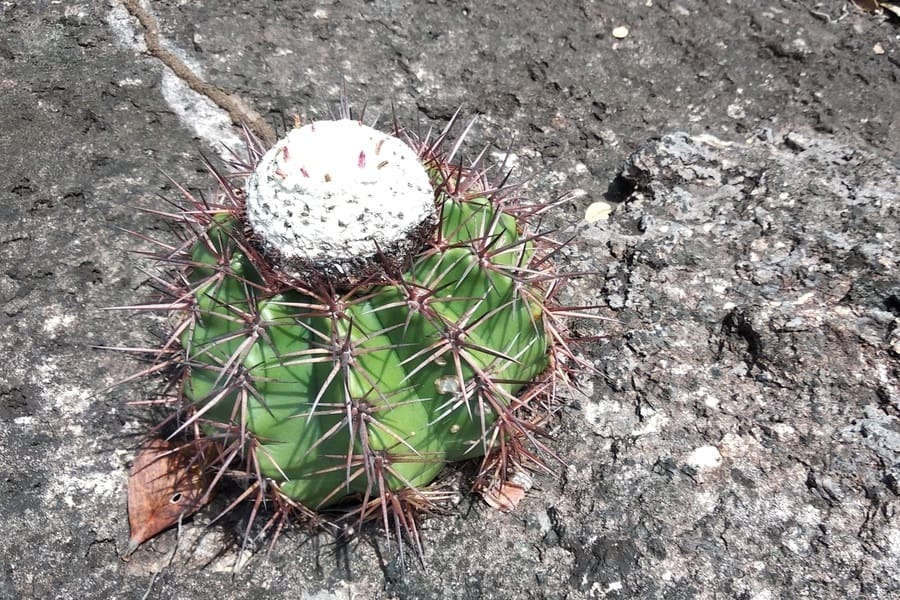 melocactus mazelianus