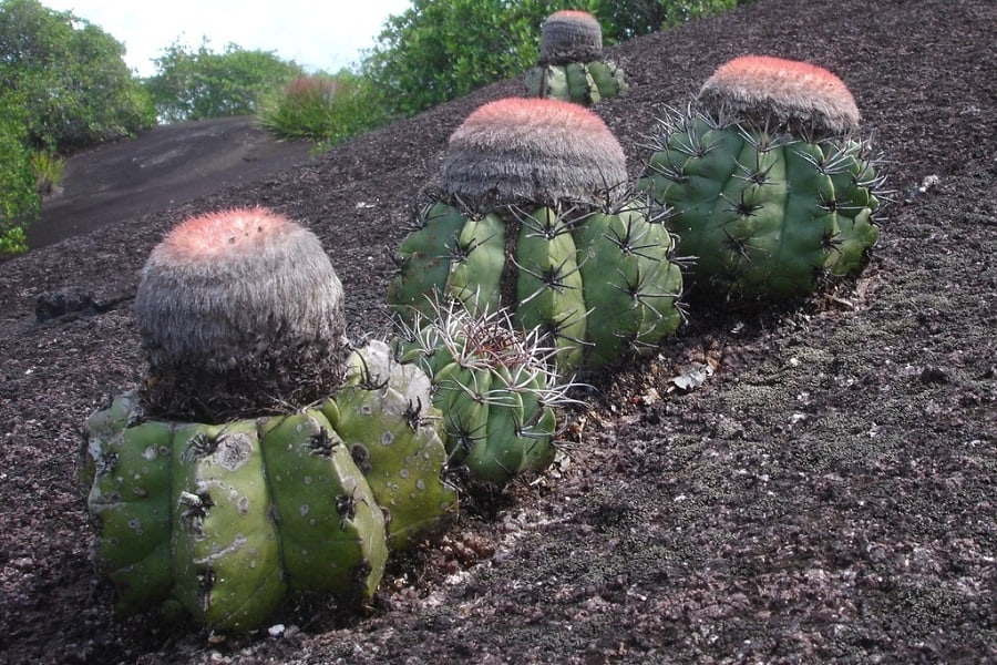 melocactus neryi