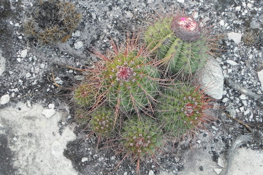 melocactus oreas cremnophilus