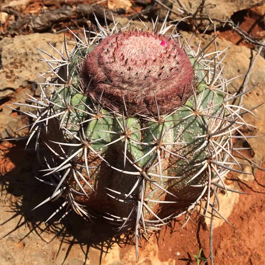 melocactus pachyacanthus