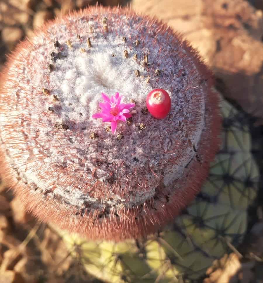 melocactus peruvianus