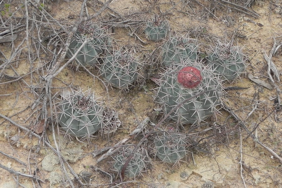 melocactus salvadorensis