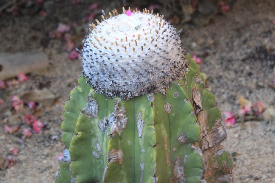 melocactus schatzlii