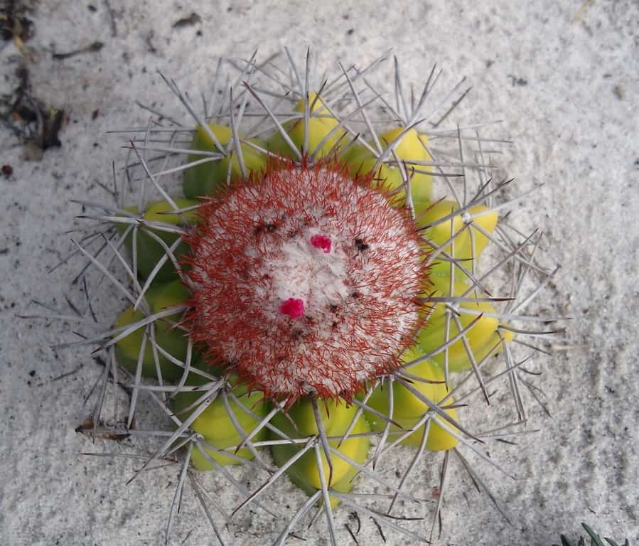 melocactus violaceus margaritaceus