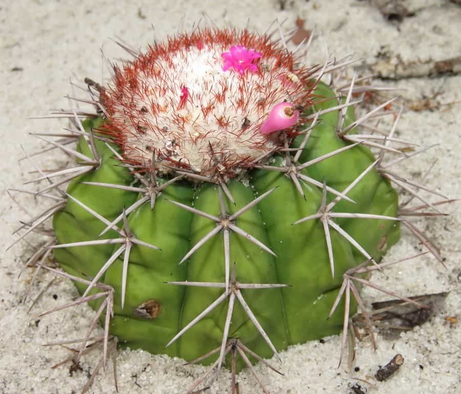 melocactus violaceus