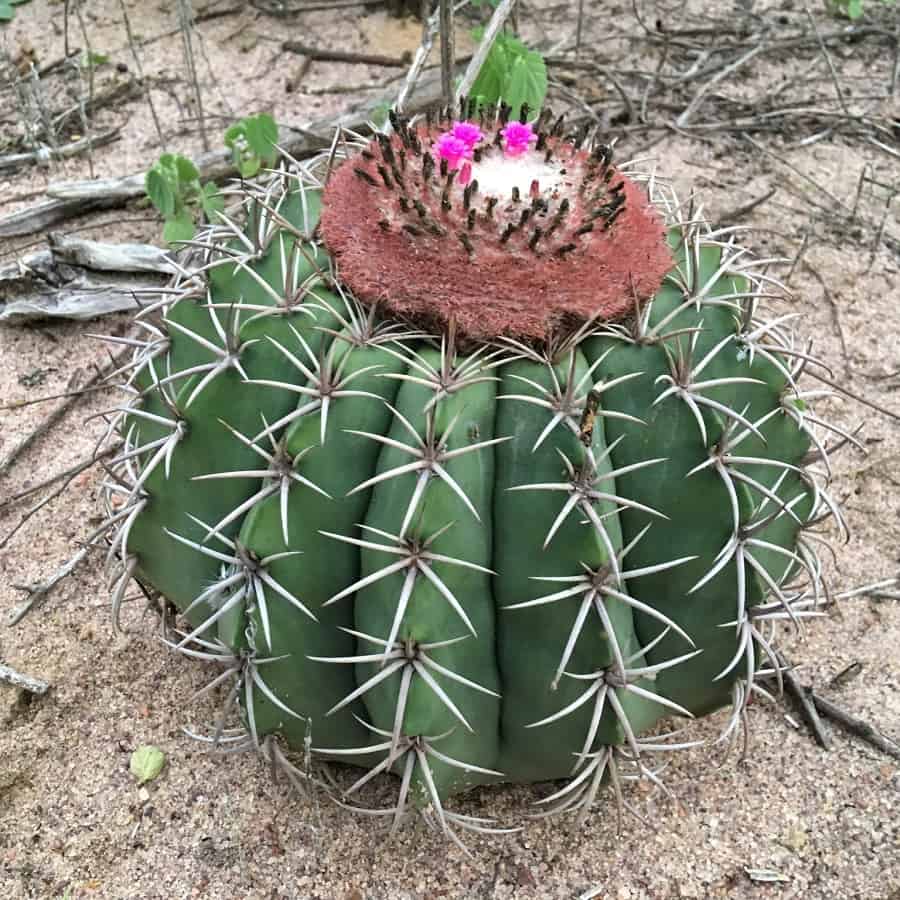 melocactus zehntneri