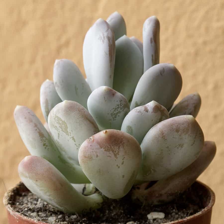 pachyphytum blue haze 1