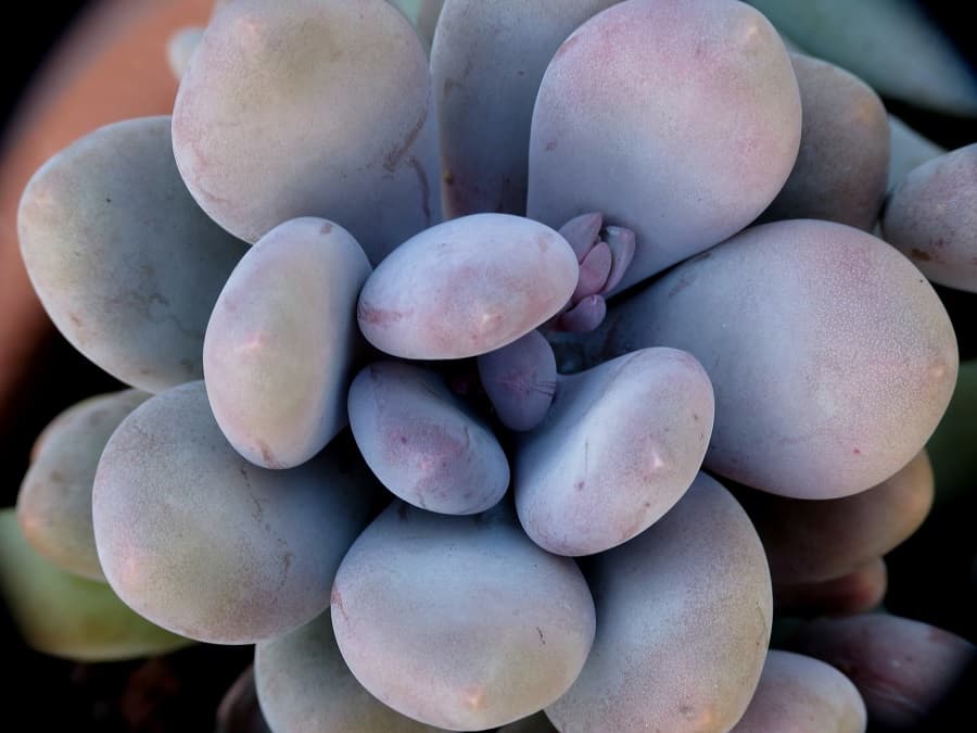 pachyphytum blue haze