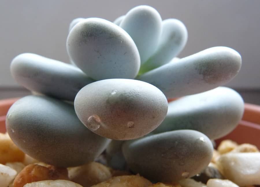 pachyphytum oviferum