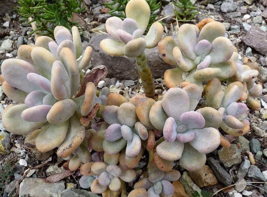 pachyphytum