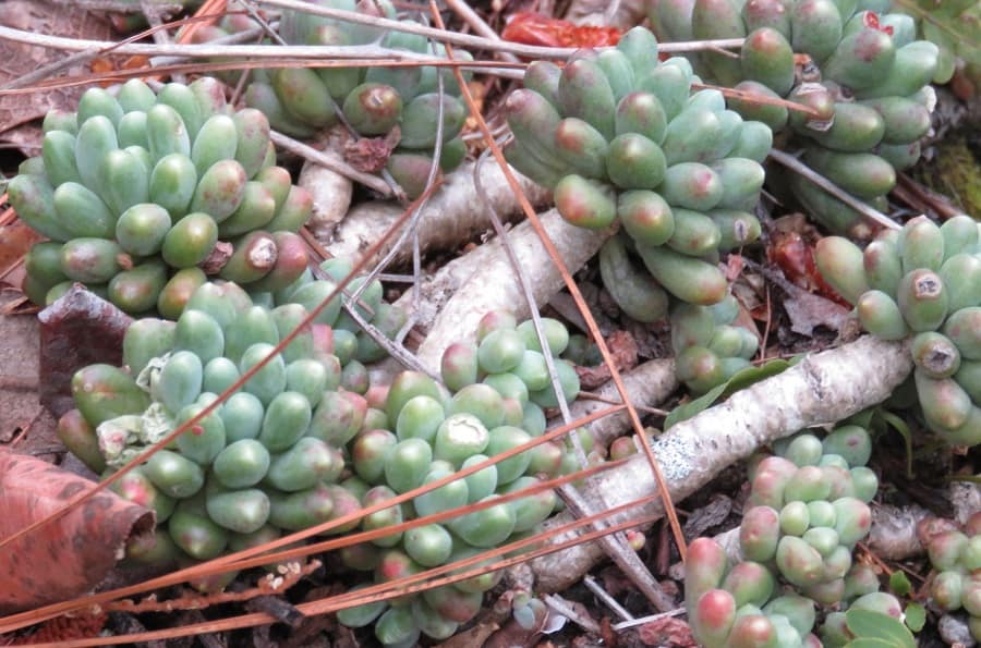 pachyphytum brevifolium