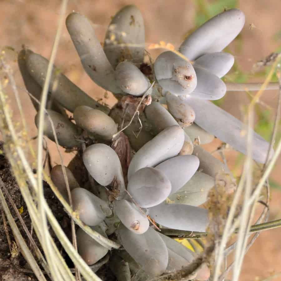 pachyphytum caesium