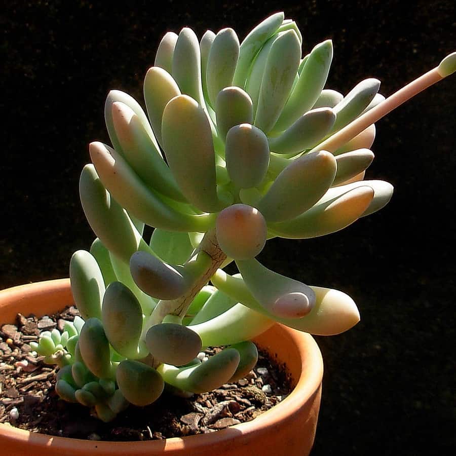 pachyphytum clavifolium