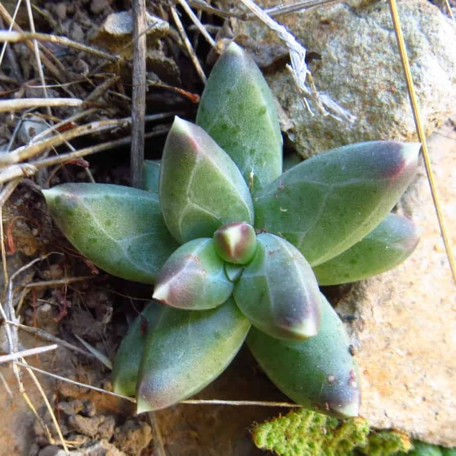 pachyphytum compactum