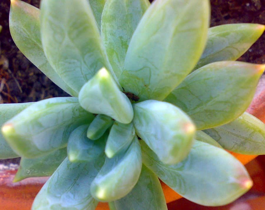 pachyphytum hookeri