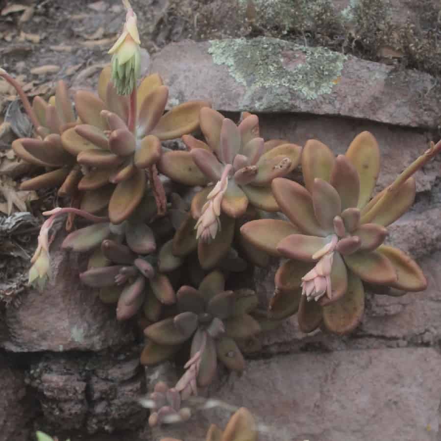 pachyphytum kimnachii