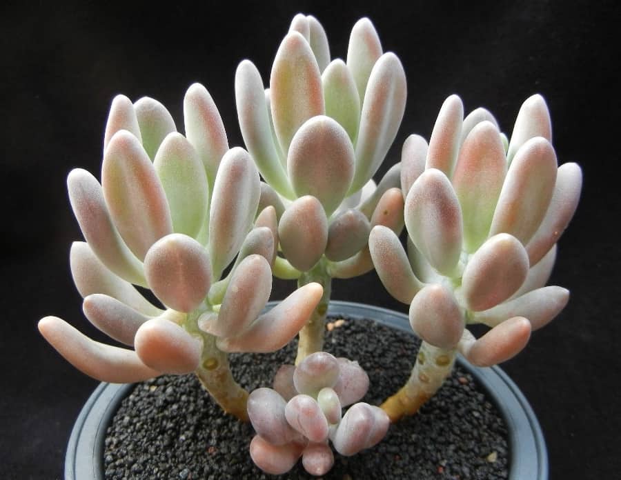 pachyphytum longifolium