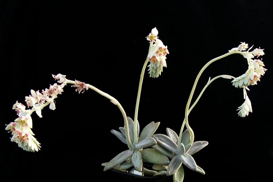 pachyphytum werdermannii