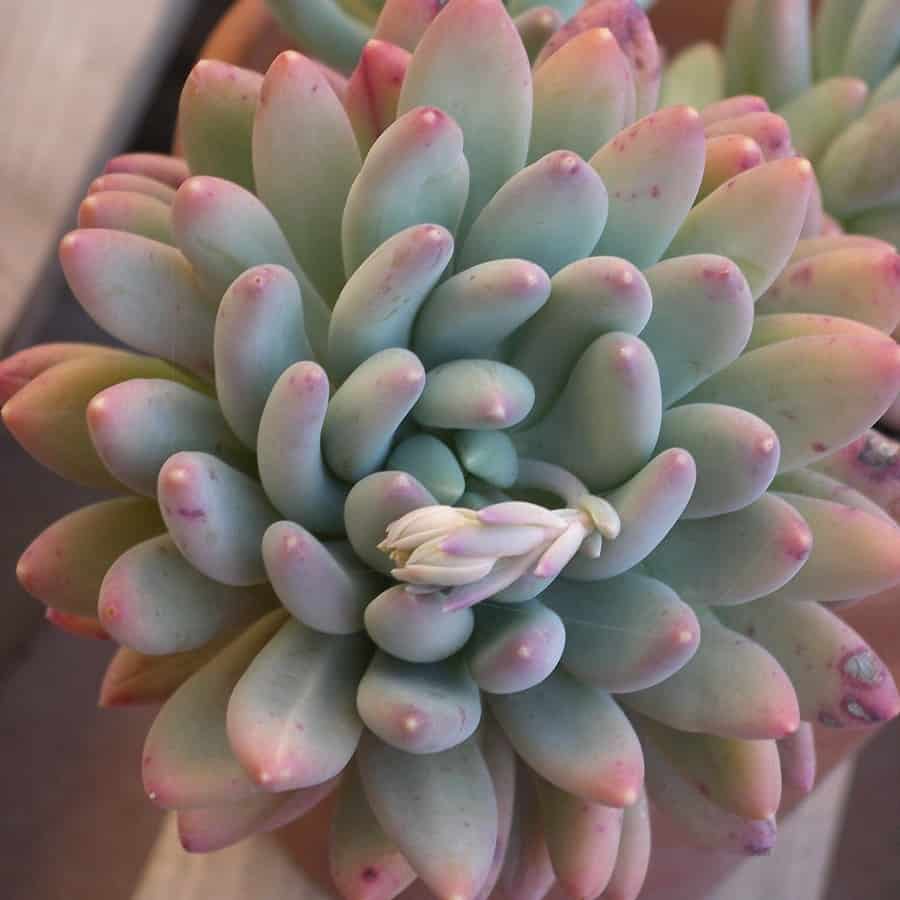 pachyveria jeweled crown