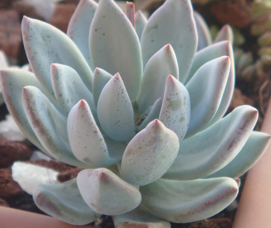 pachyveria powder puff