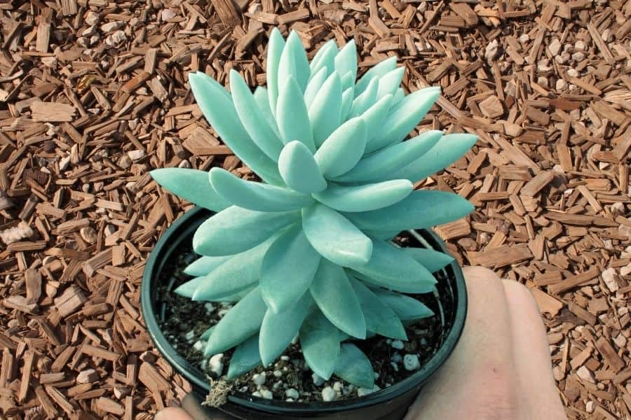 sedeveria blue burrito