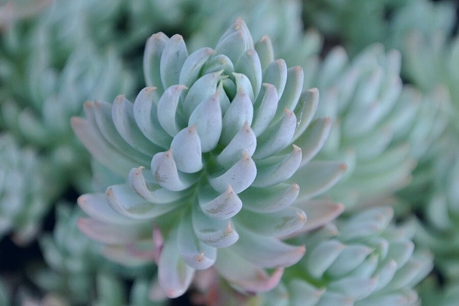 sedum