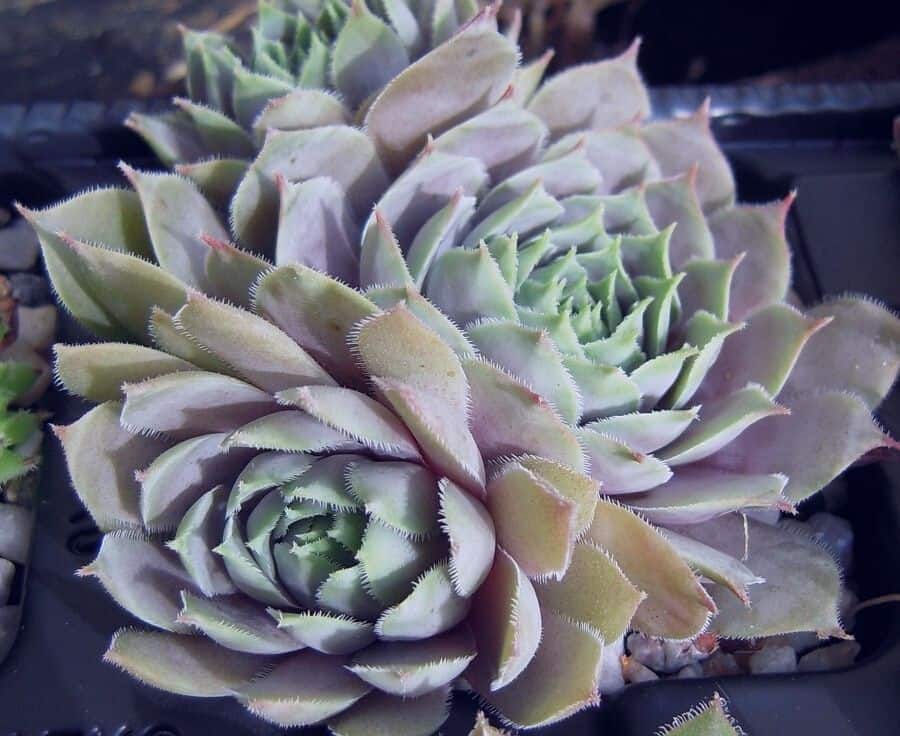 sempervivum pacific blue ice