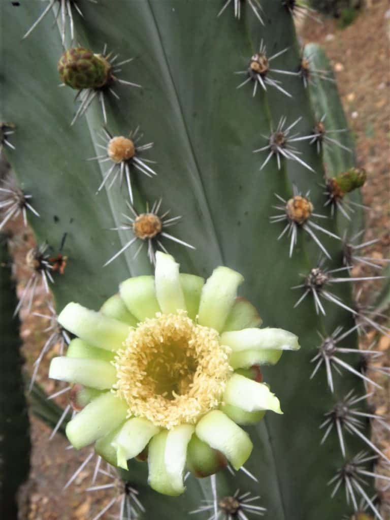 stenocereus aragonii