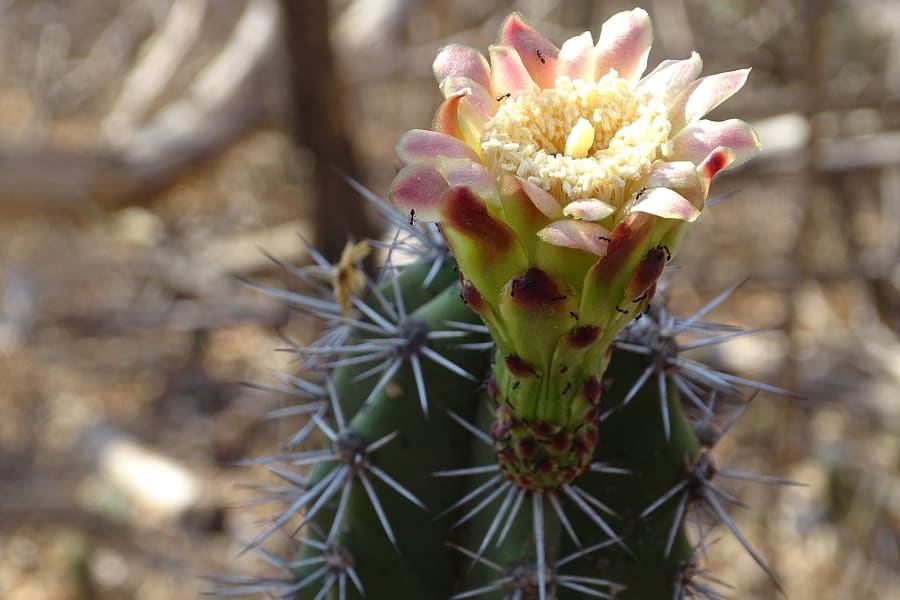 stenocereus chacalapensis