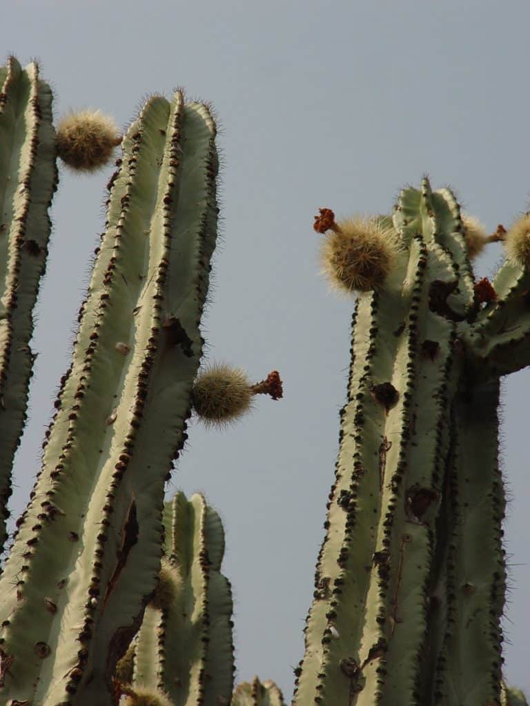 stenocereus chrysocarpus