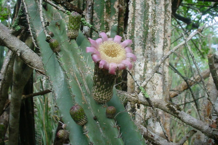 stenocereus eichlamii