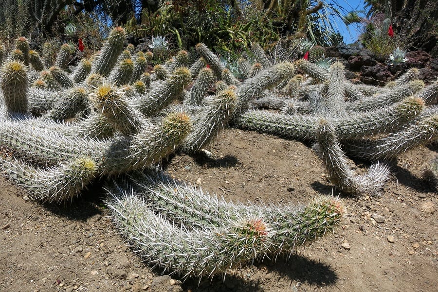 stenocereus eruca