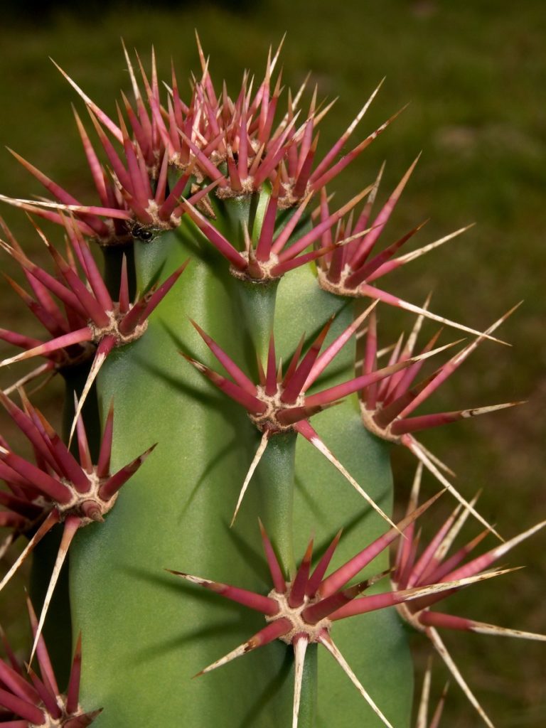 stenocereus humilis