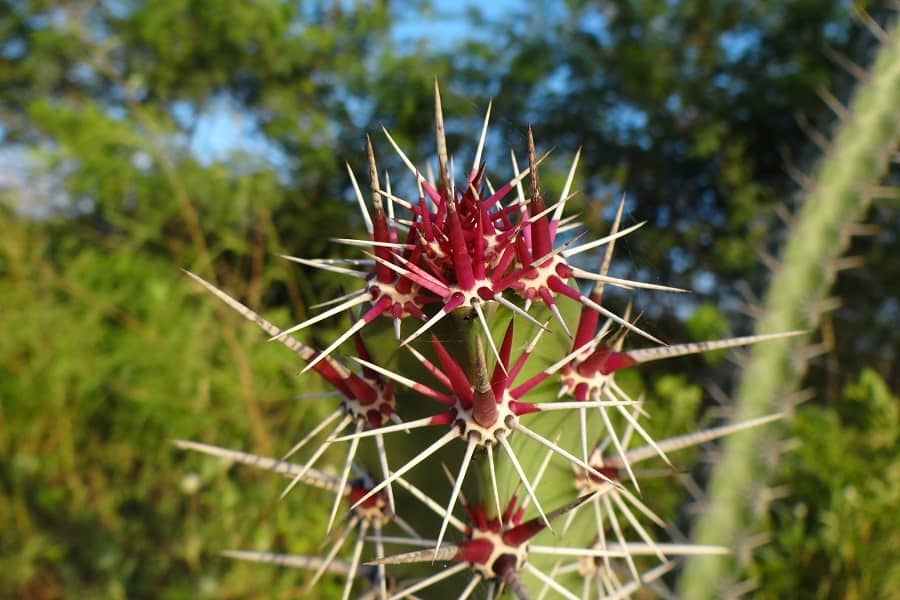 stenocereus kerberi