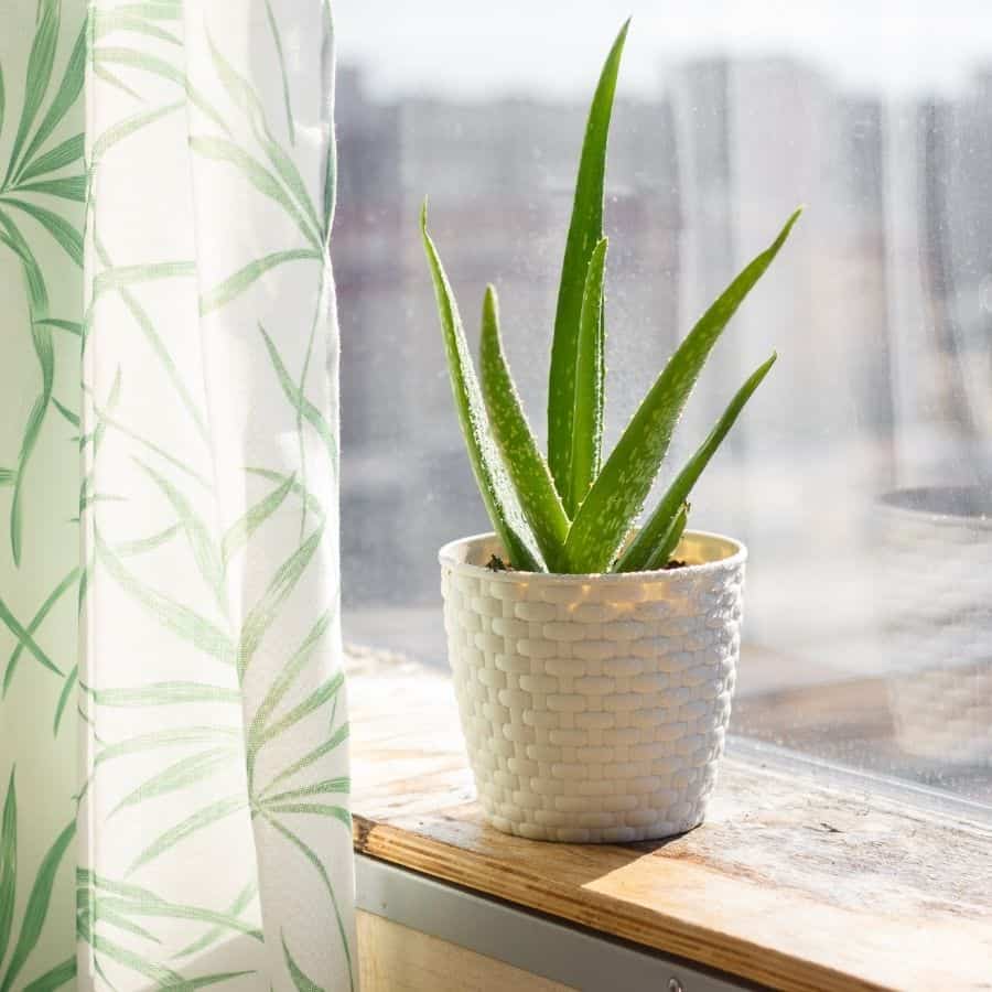 aloe vera air purifier 1